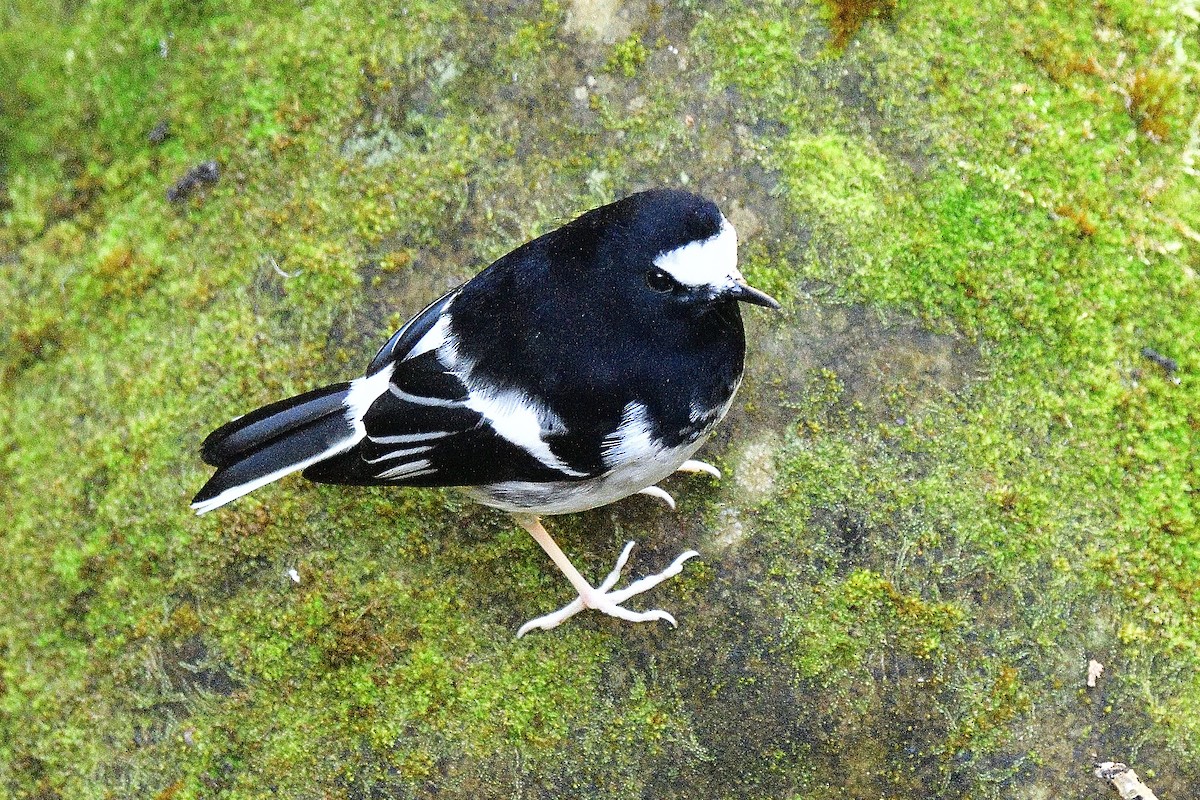 Little Forktail - ML645812693