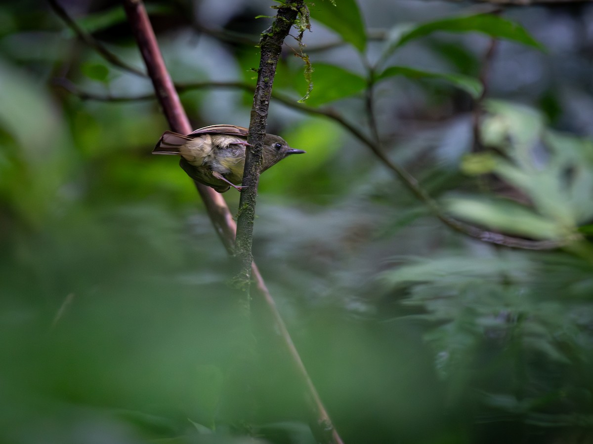 Olive-streaked Flycatcher - ML645812696