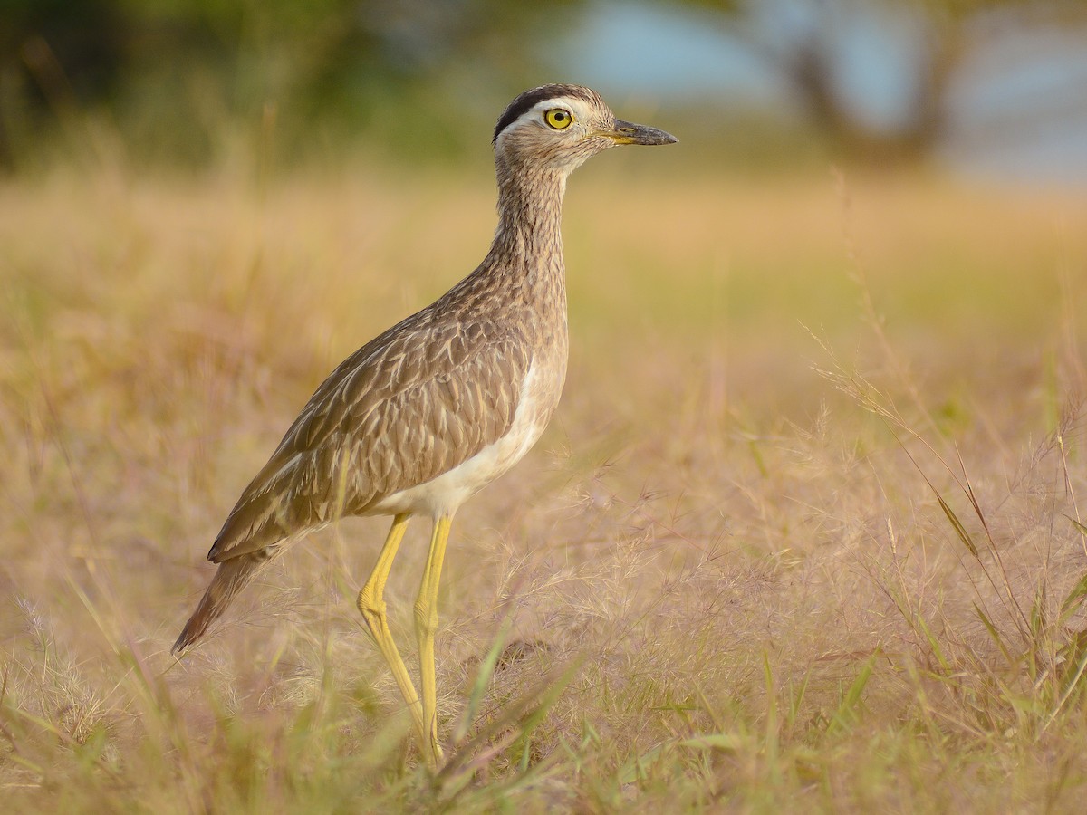 Double-striped Thick-knee - ML645812701