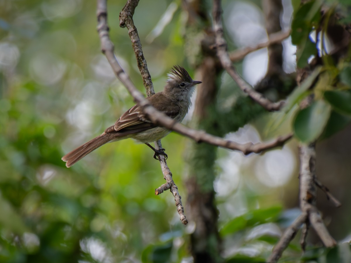 Желтобрюхая эления - ML645812711