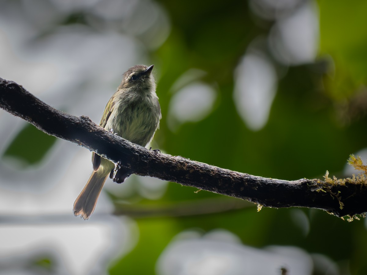 Mistletoe Tyrannulet - ML645812729