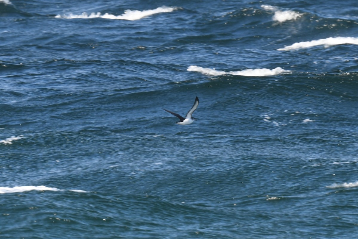 Puffin des Anglais - ML645812731