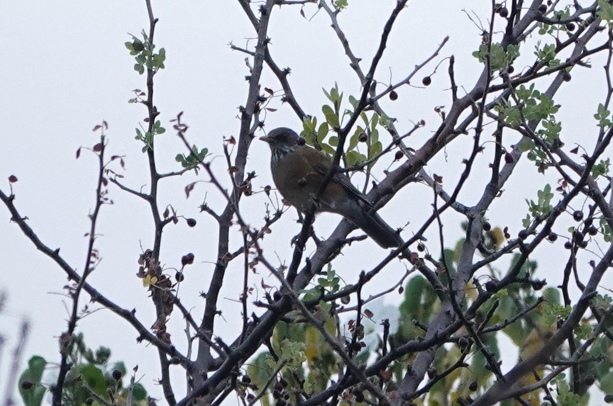 Rufous-backed Robin (Rufous-backed) - ML645812732