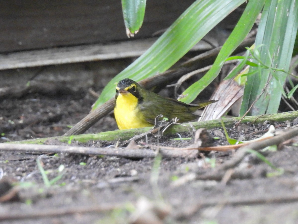 kentuckyparula - ML645812740