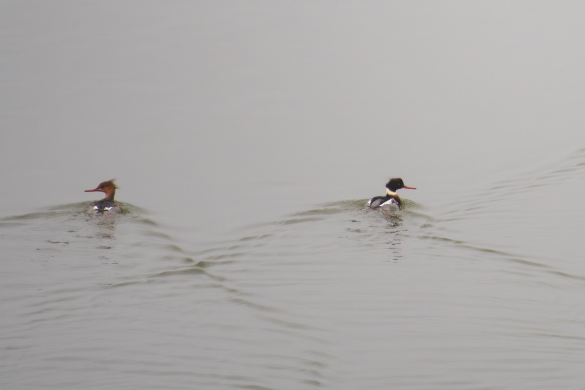 morčák prostřední - ML645812749