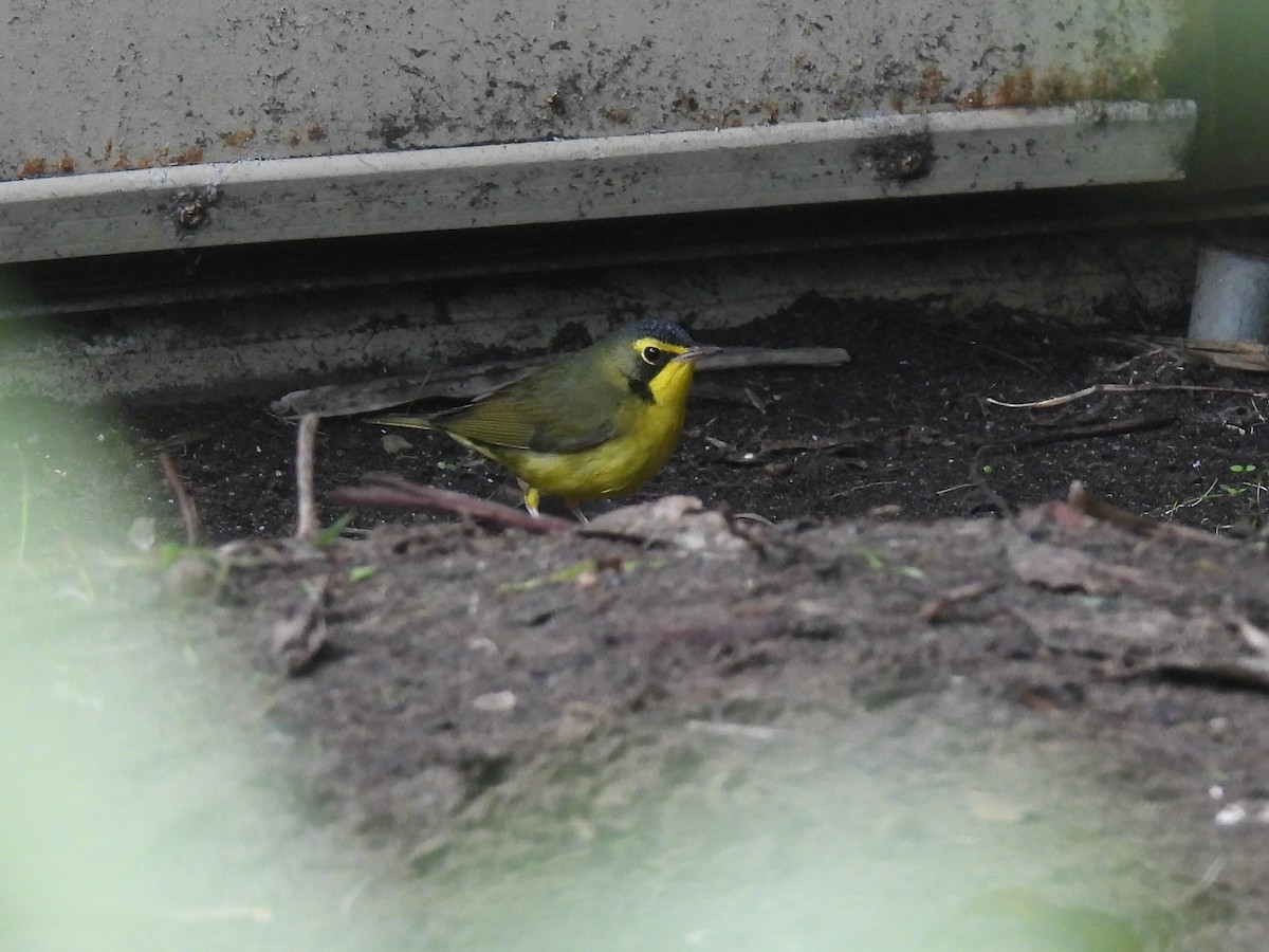 kentuckyparula - ML645812752