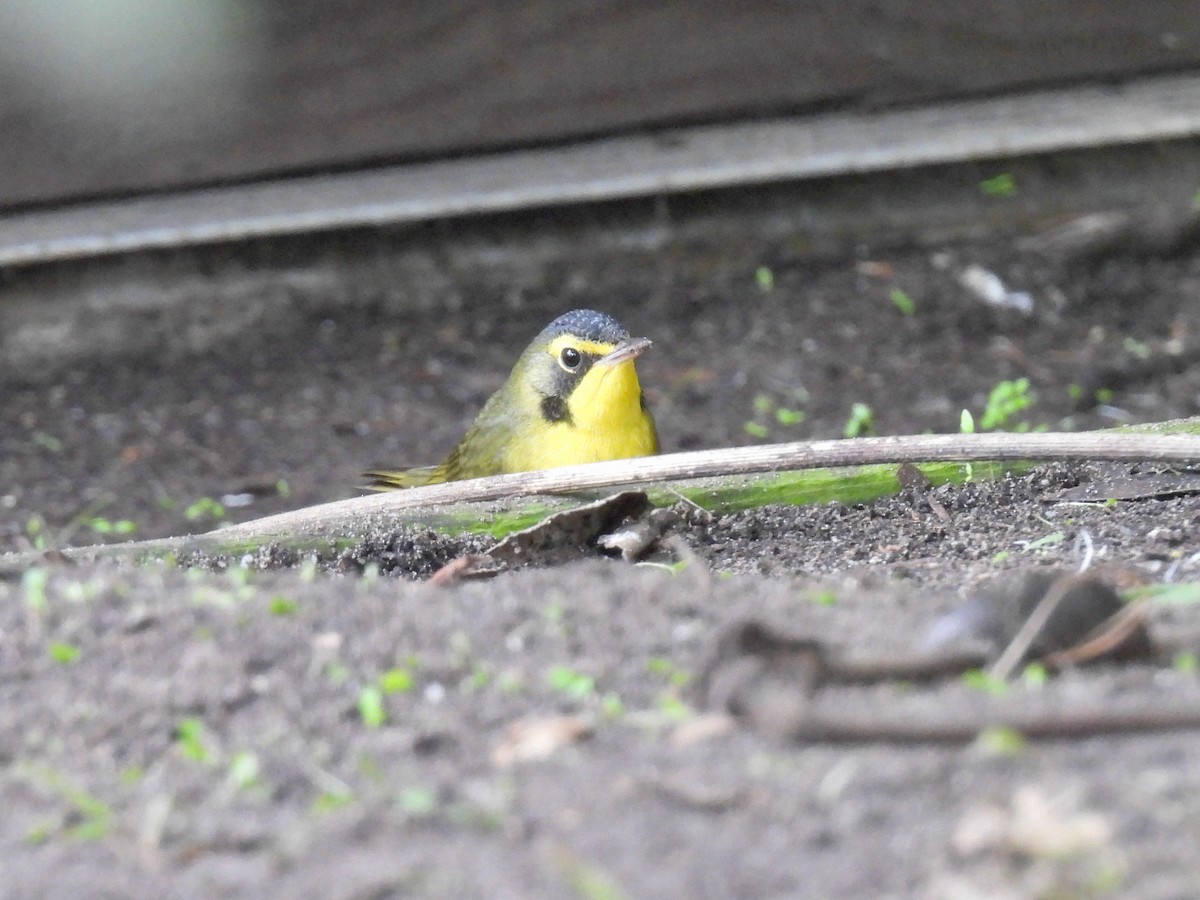 kentuckyparula - ML645812754