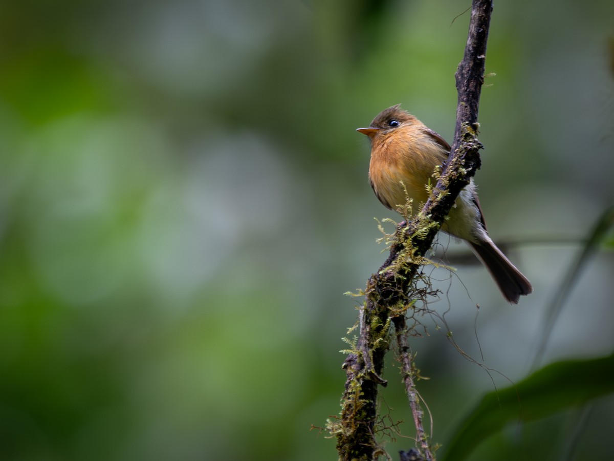 Tufted Flycatcher - ML645812756