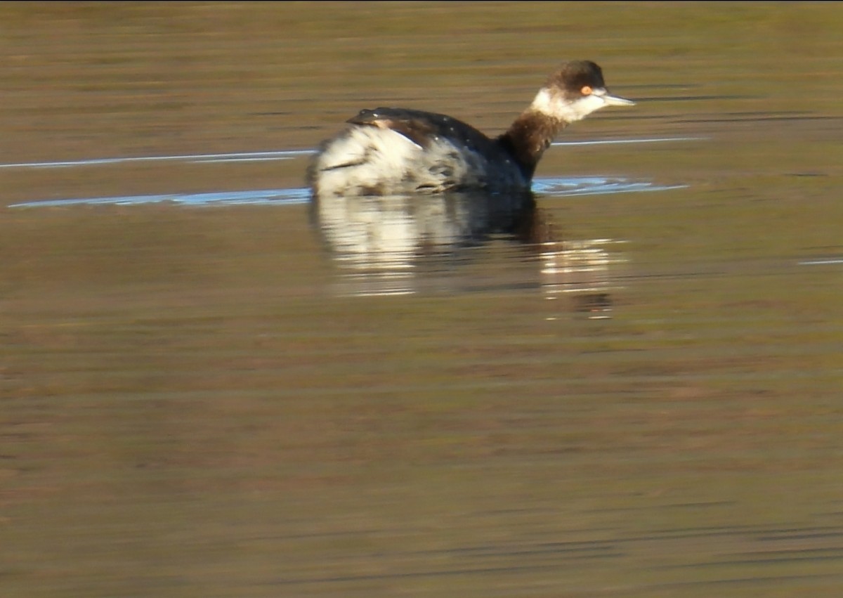 Eared Grebe - ML645812757