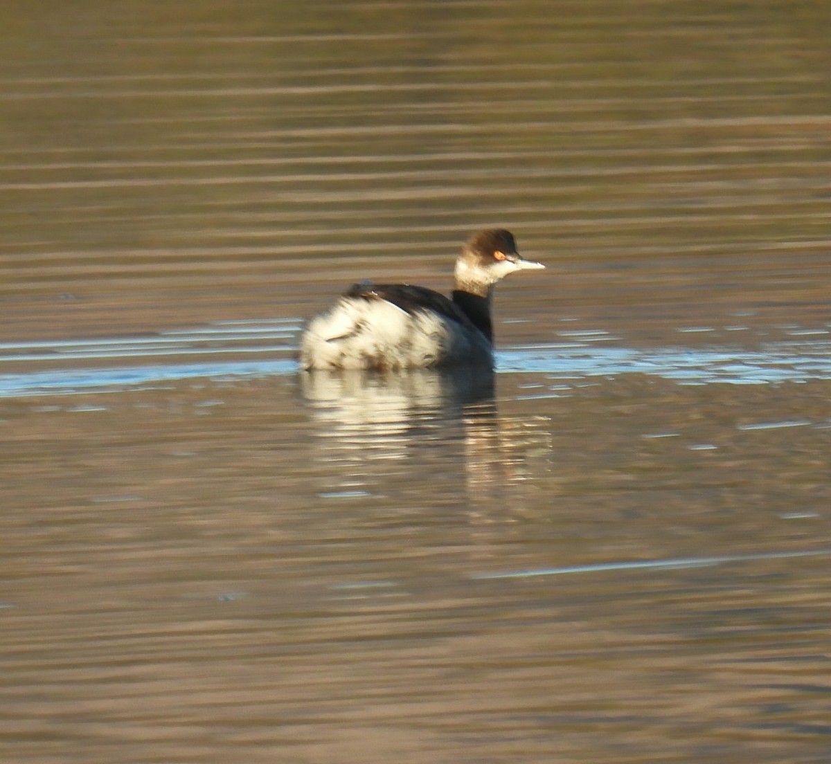 Eared Grebe - ML645812758