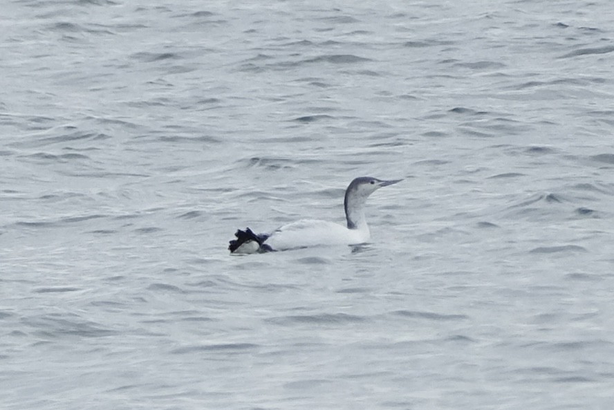 Plongeon catmarin - ML645812761