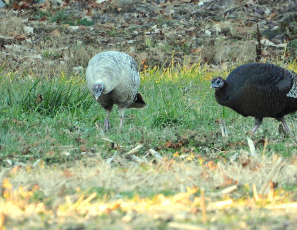 Wild Turkey - ML645812774