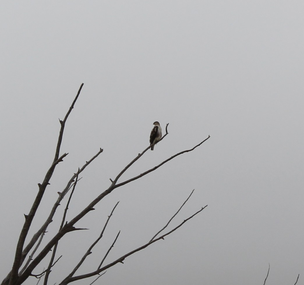 Red-tailed Hawk - ML645812776