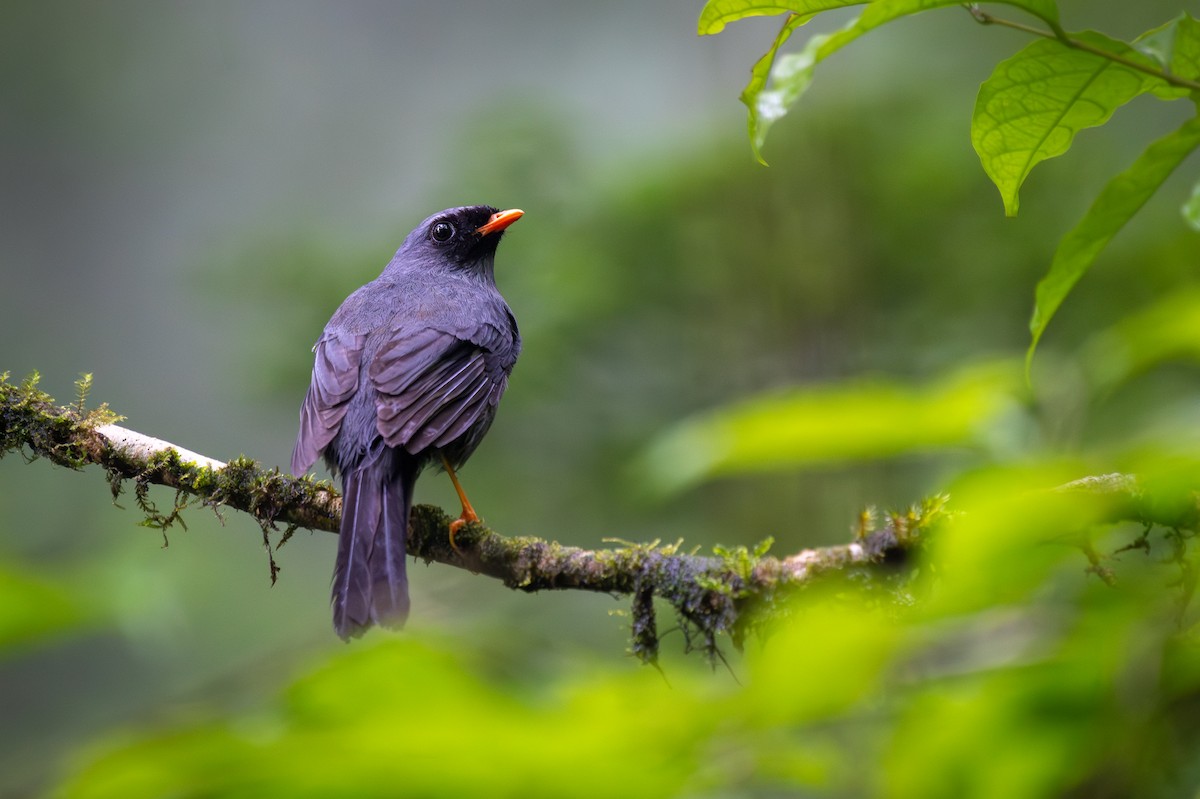 Black-faced Solitaire - ML645812778
