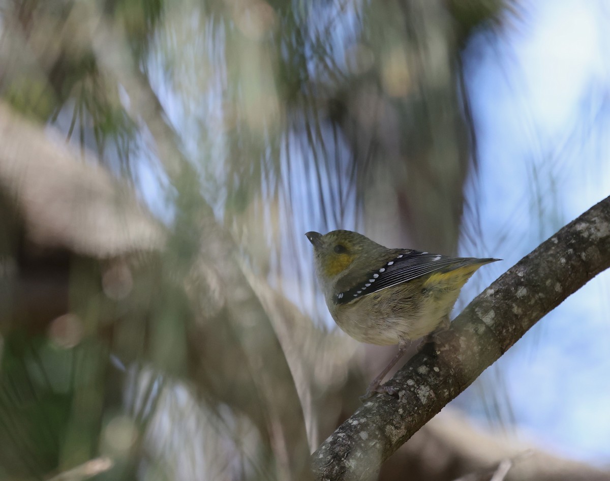 Forty-spotted Pardalote - ML645812779