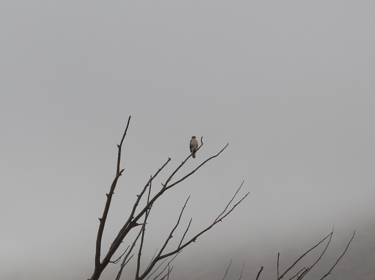 Red-tailed Hawk - ML645812780