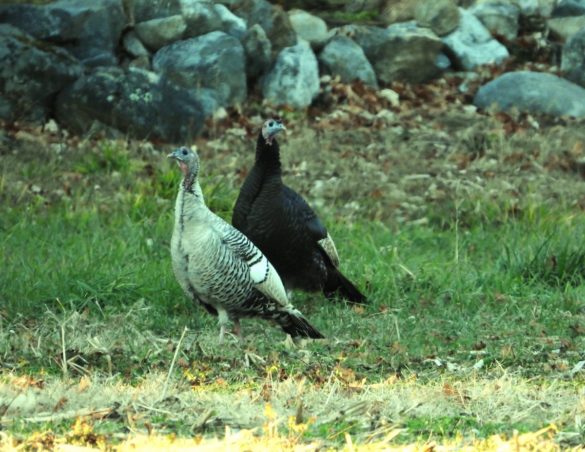 Wild Turkey - ML645812782