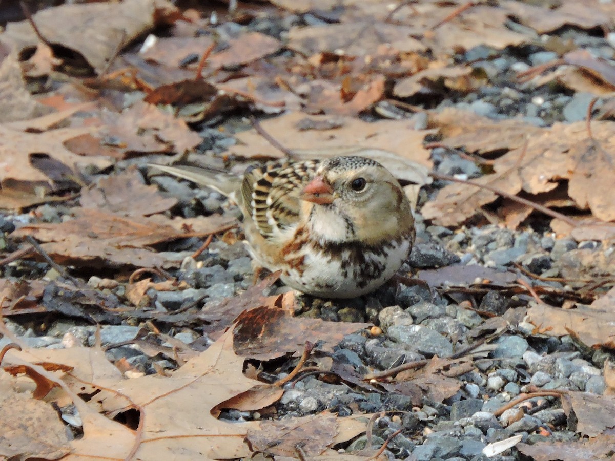 Harris's Sparrow - ML645812784