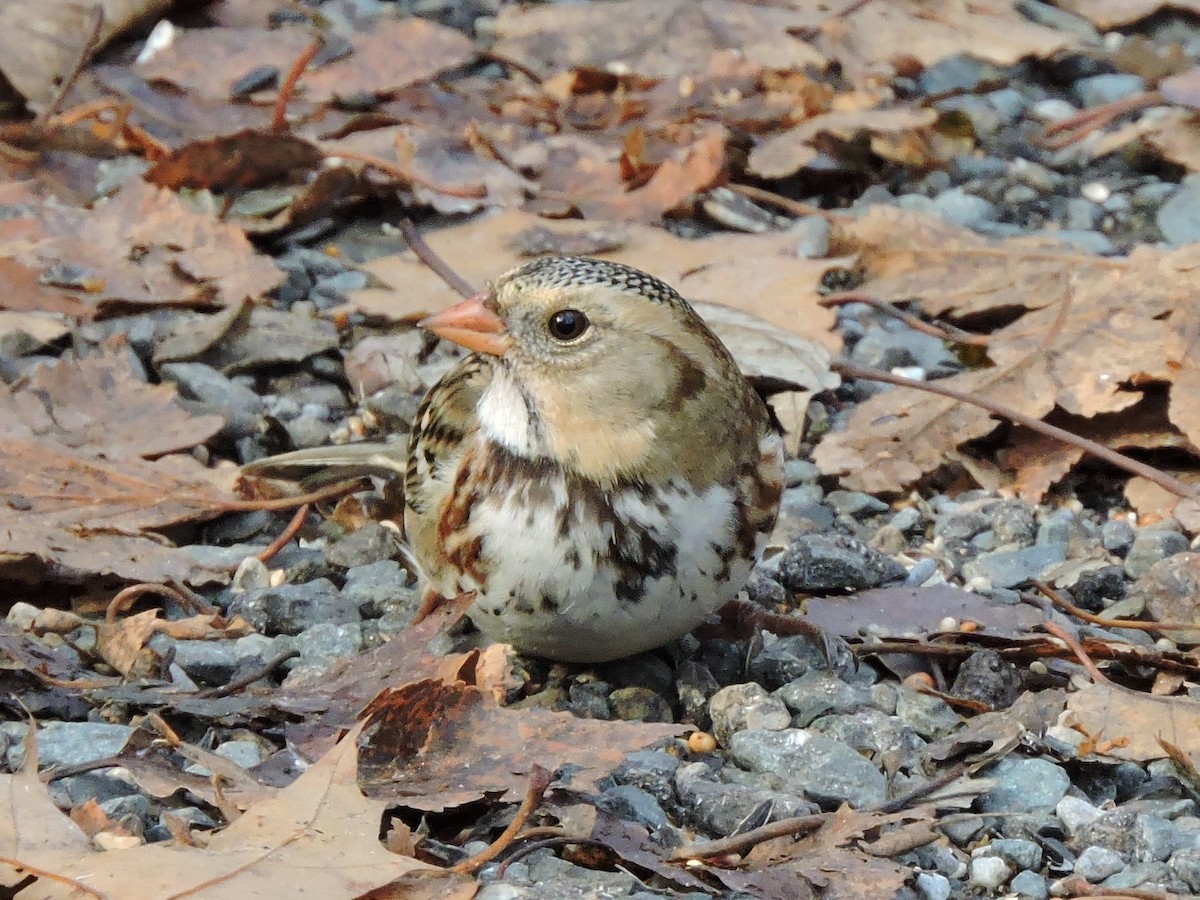 Harris's Sparrow - ML645812786