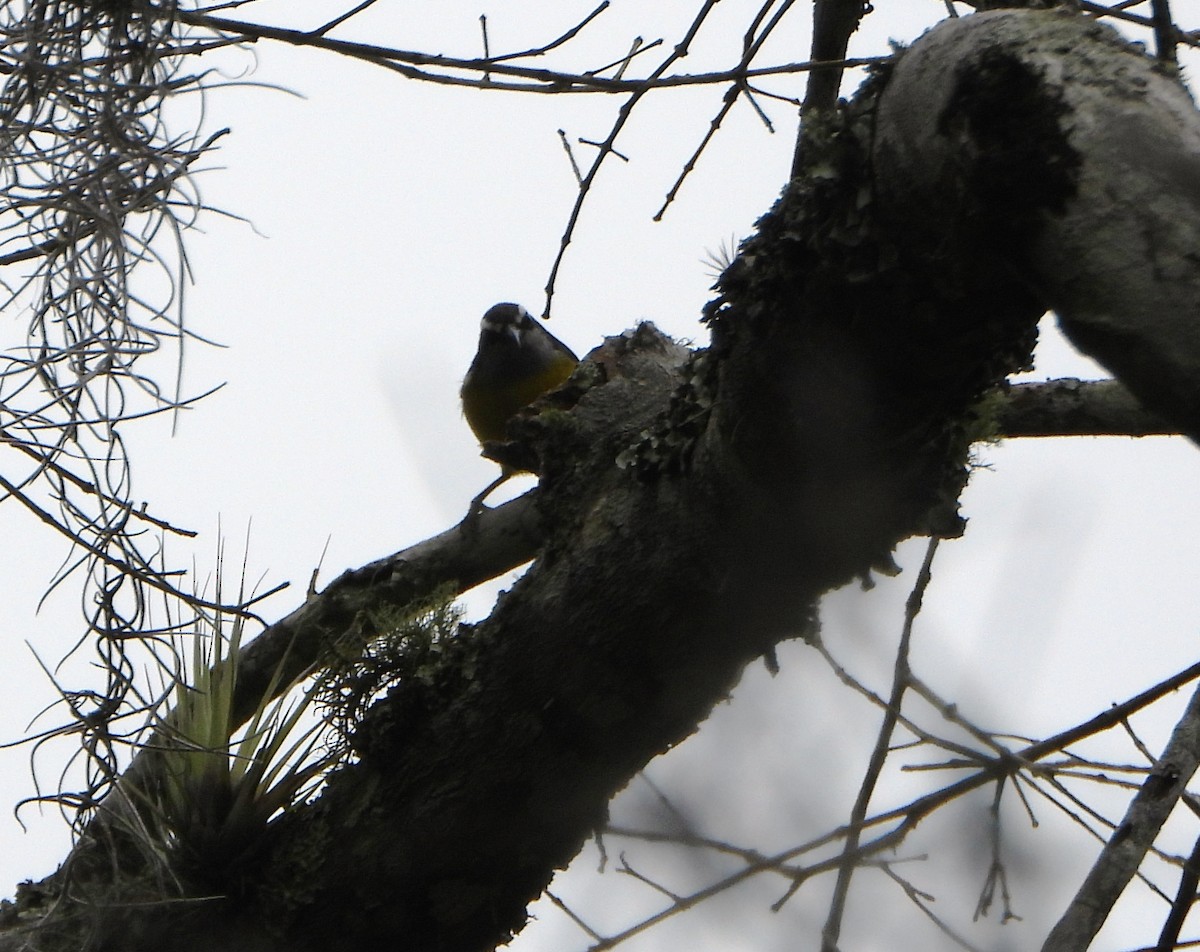 Sucrier à ventre jaune - ML645812794