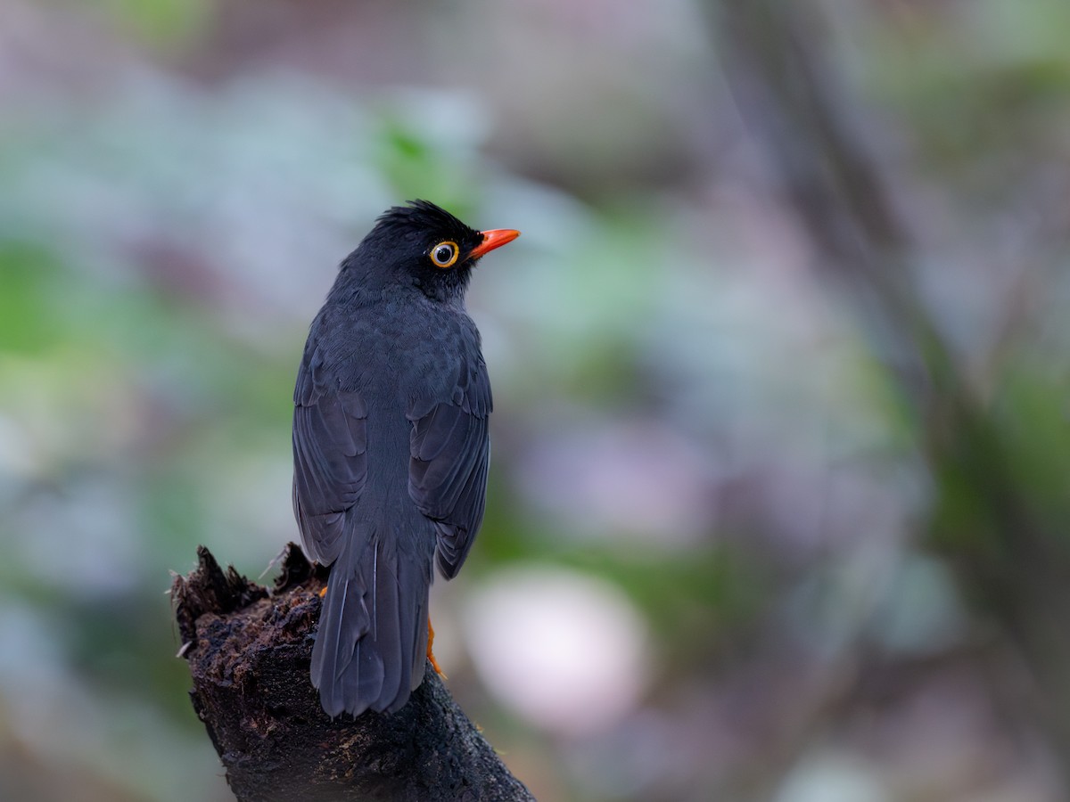 drozd šedohřbetý - ML645812795