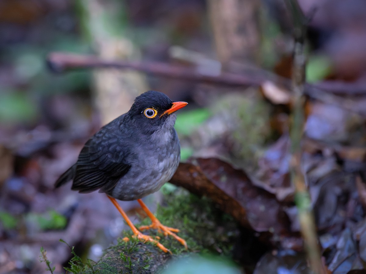 drozd šedohřbetý - ML645812796