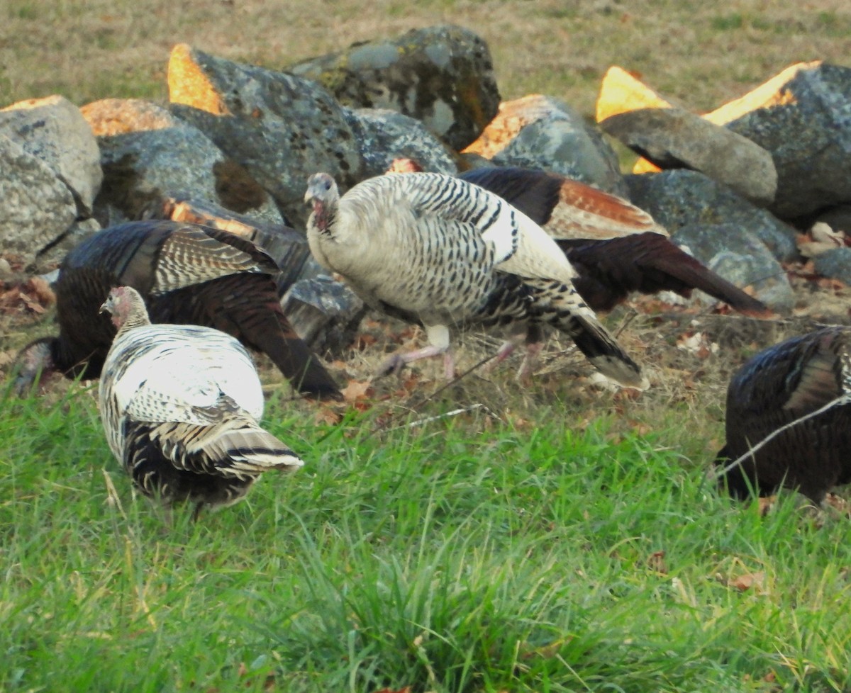 Wild Turkey - ML645812797