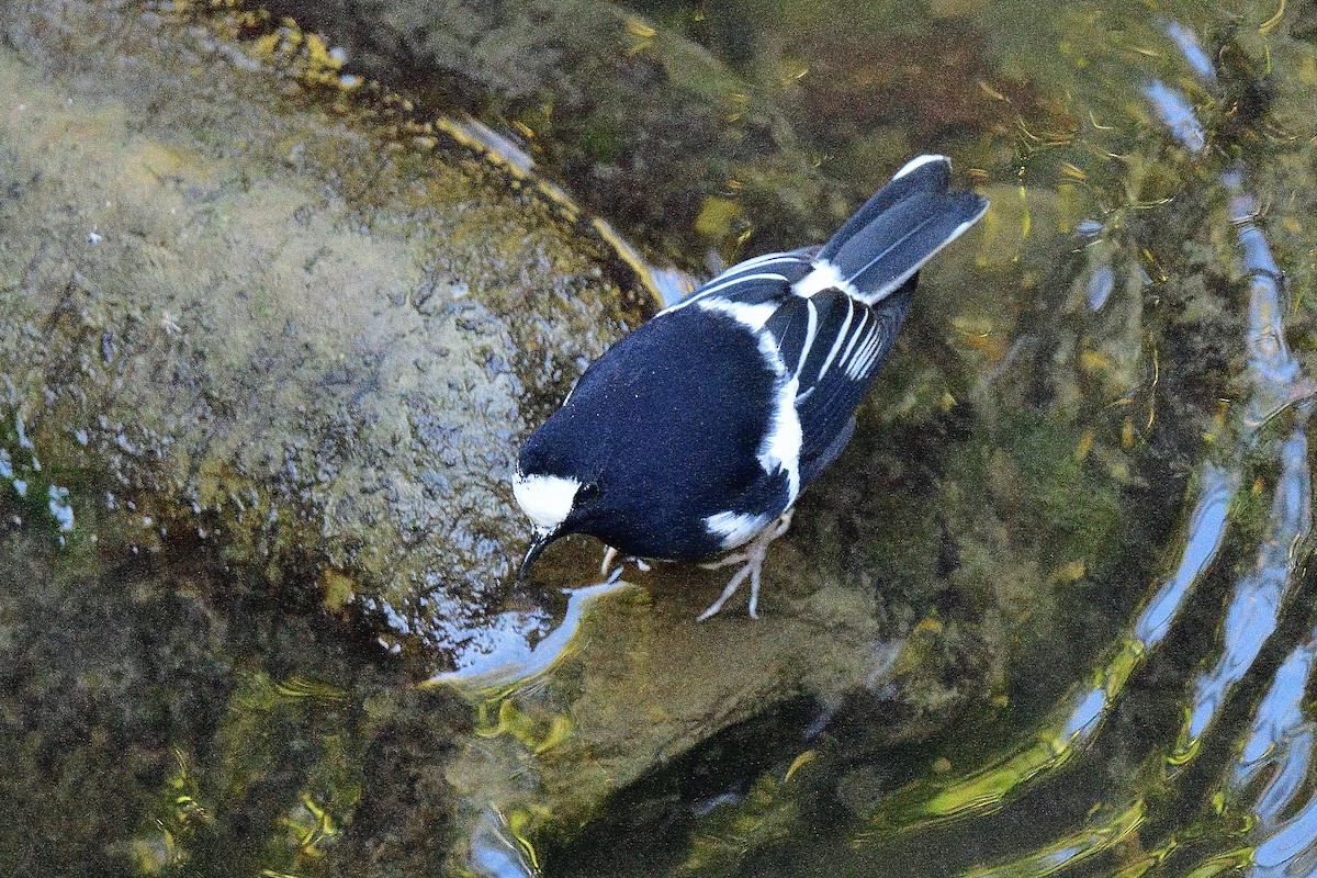 Little Forktail - ML645812801