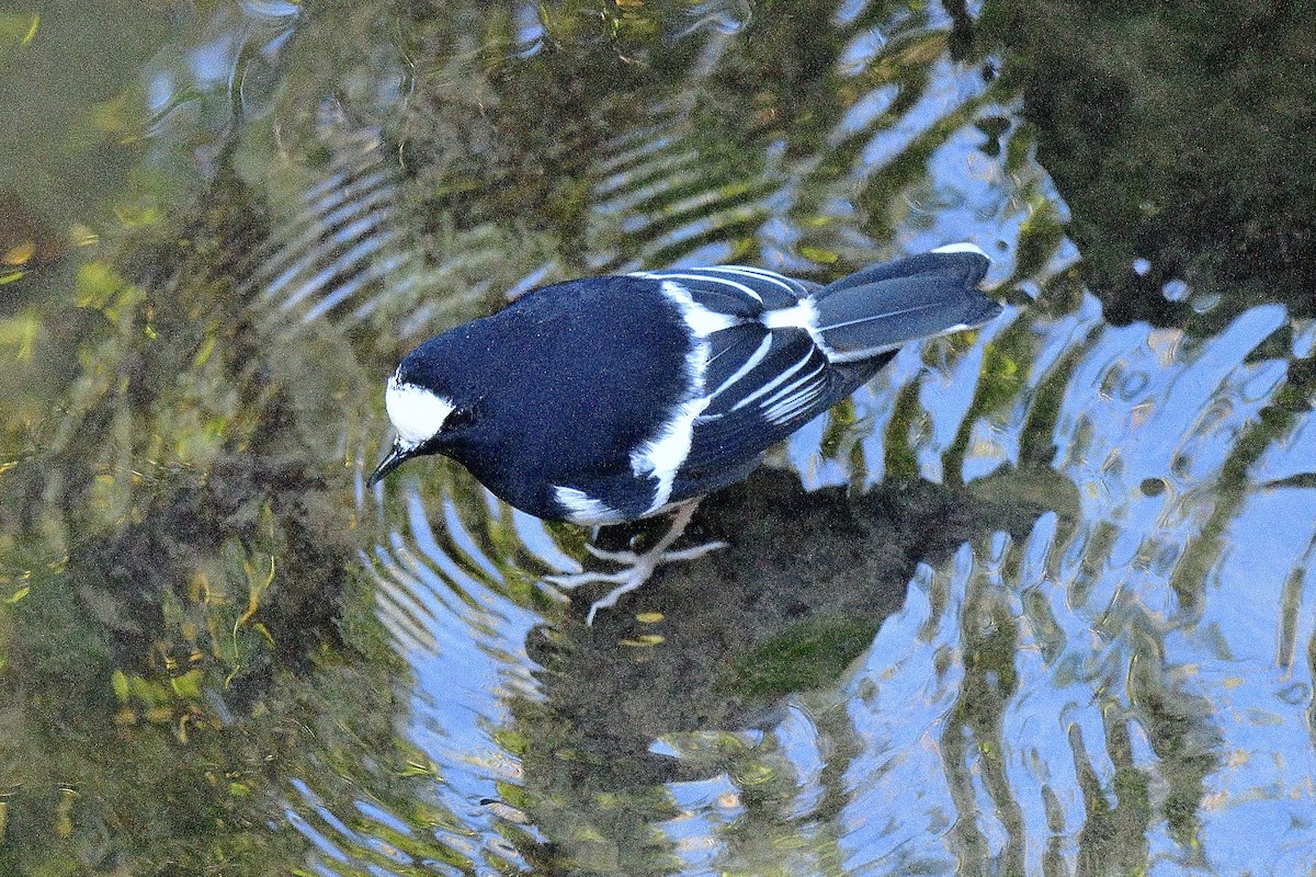 Little Forktail - ML645812802