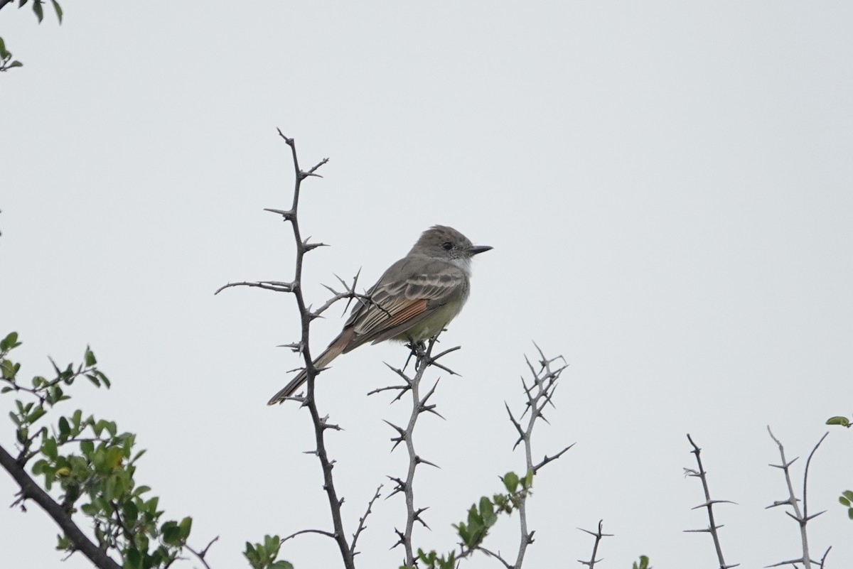 Nutting's Flycatcher - ML645812803