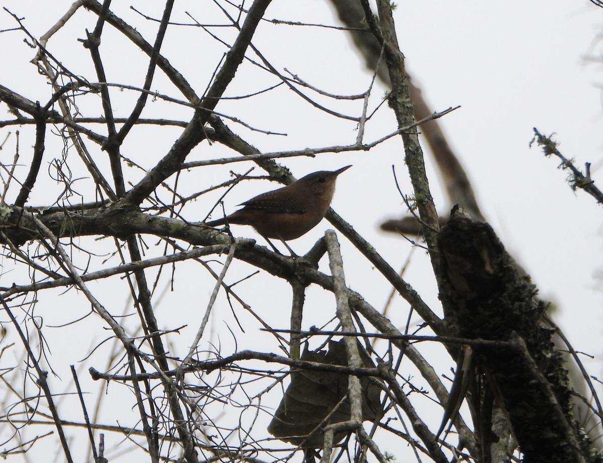 Southern House Wren - ML645812806
