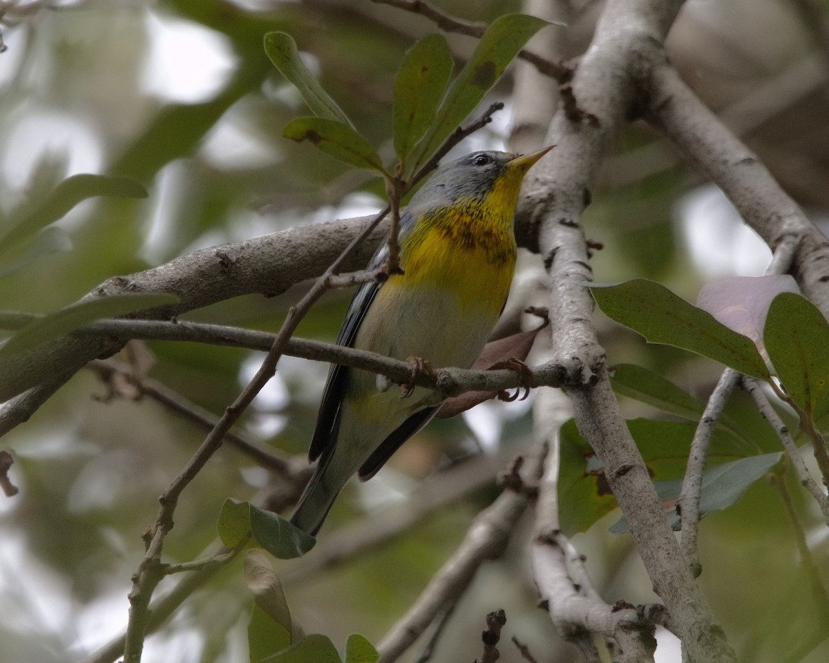 Northern Parula - ML645812824