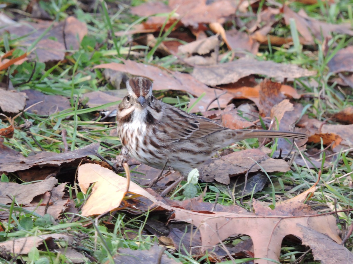 Song Sparrow - ML645812829