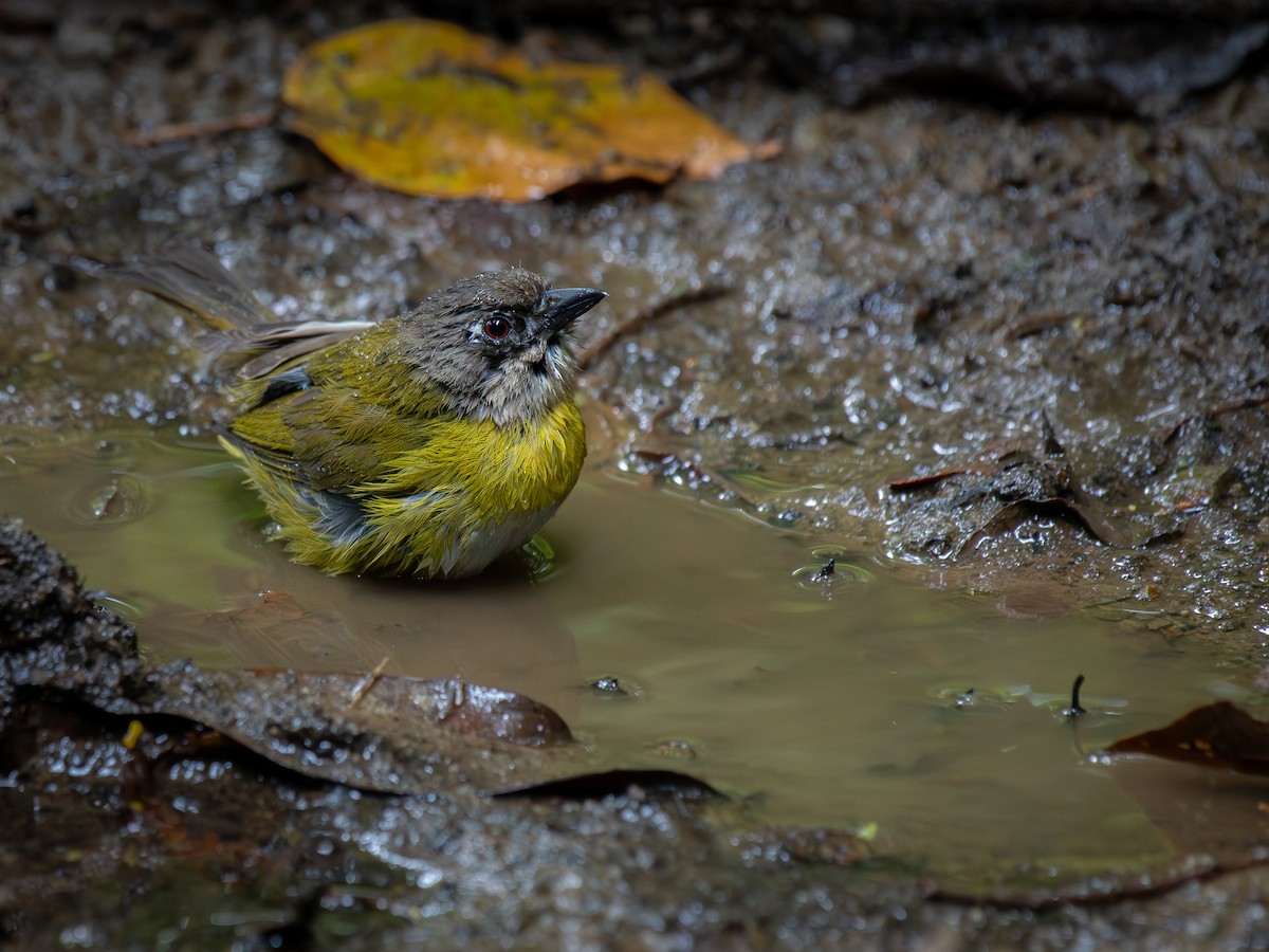 Common Chlorospingus - ML645812830