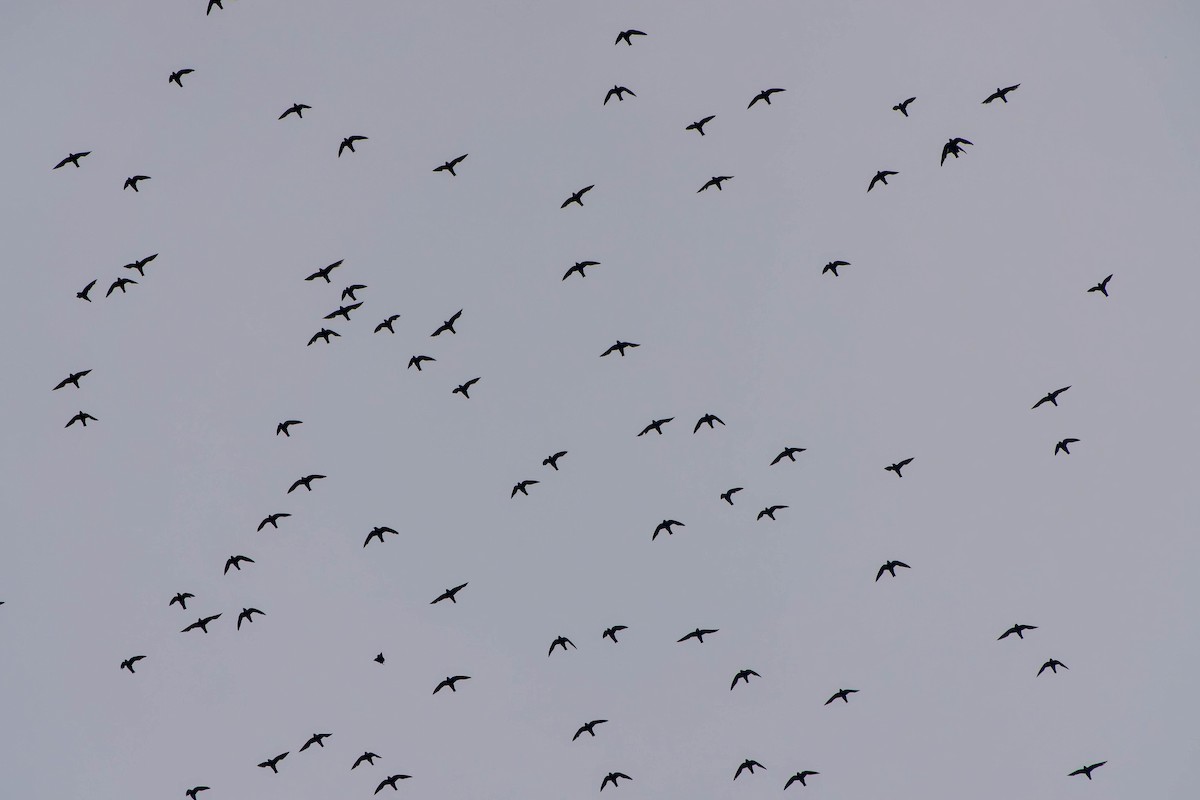 Vencejo Acollarado - ML645812846