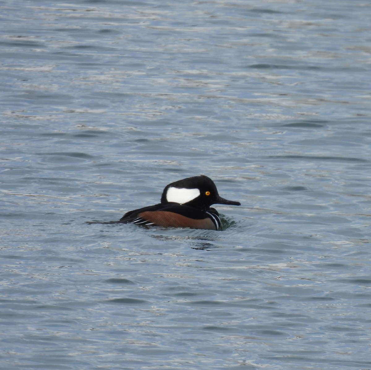 Крех жовтоокий - ML645812847