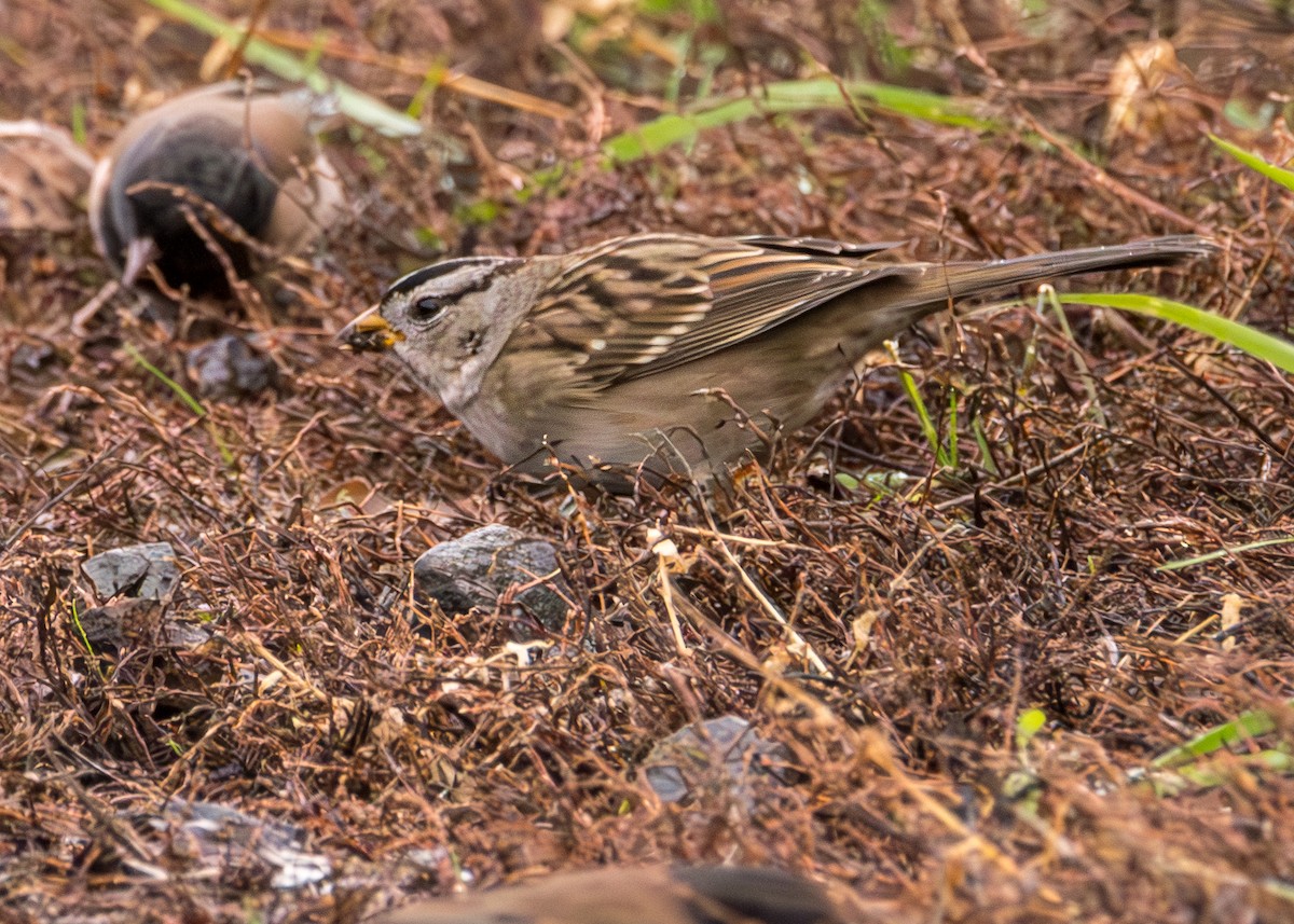 White-crowned Sparrow - ML645812848