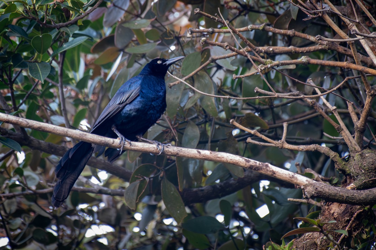 vlhovec velkoocasý - ML645812849