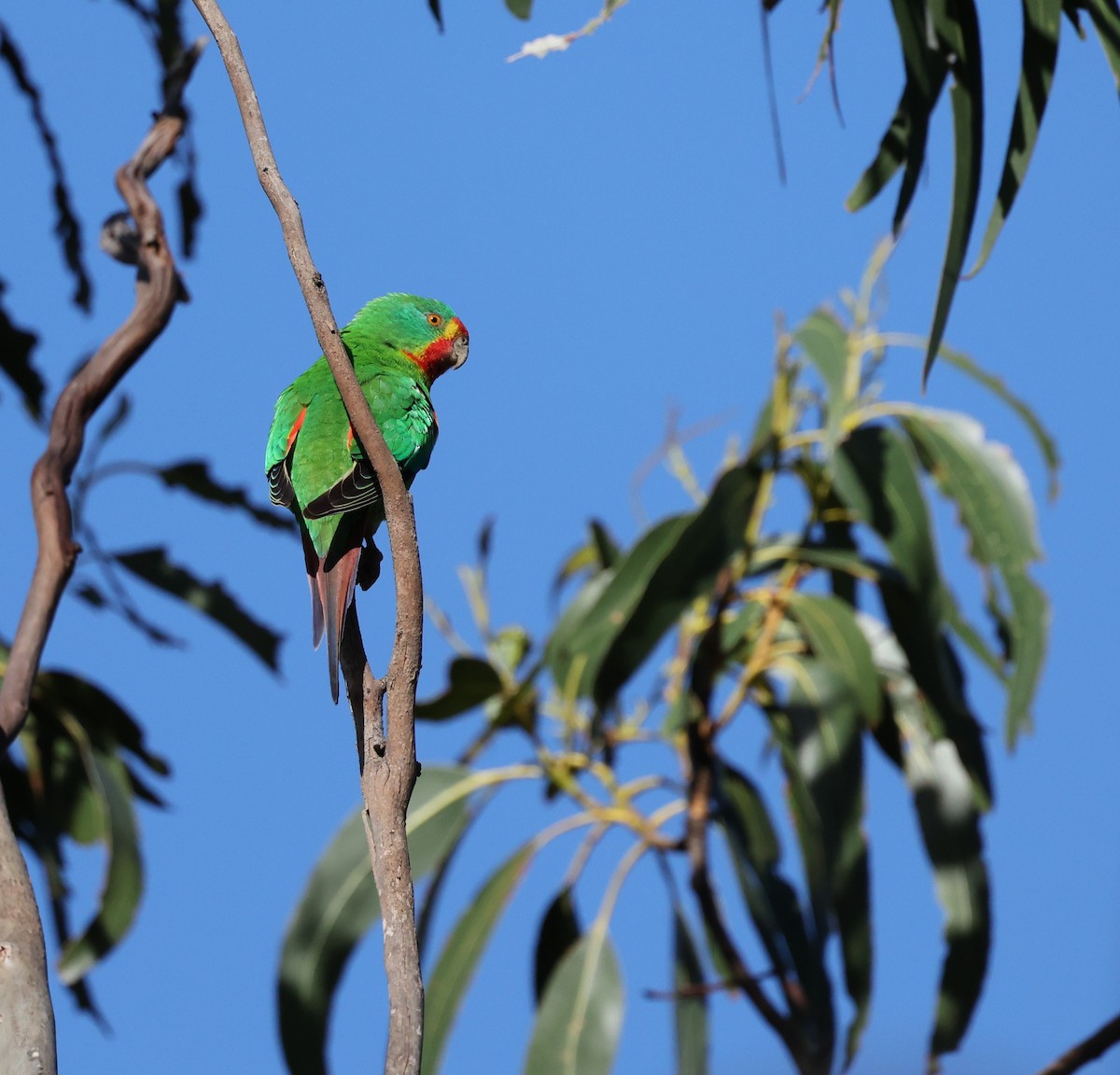 Swift Parrot - ML645812853