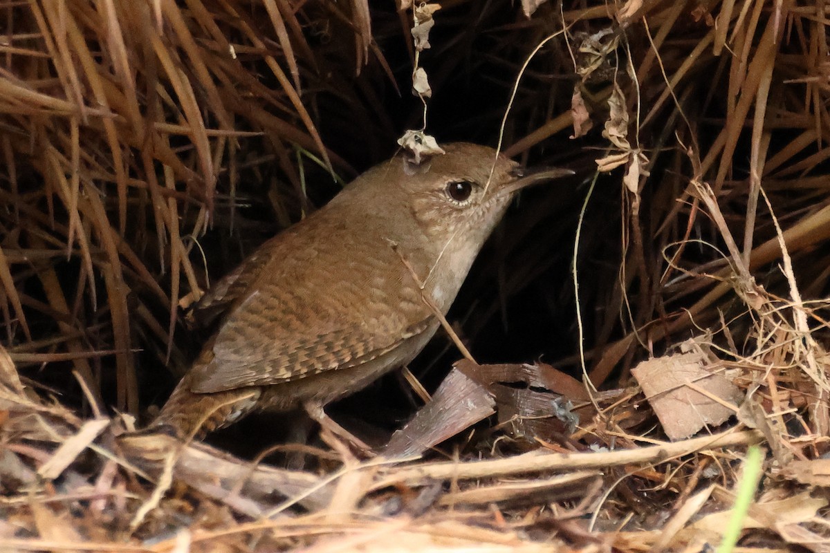 Northern House Wren - ML645812854