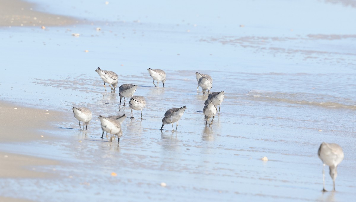 Bécasseau maubèche - ML645812856