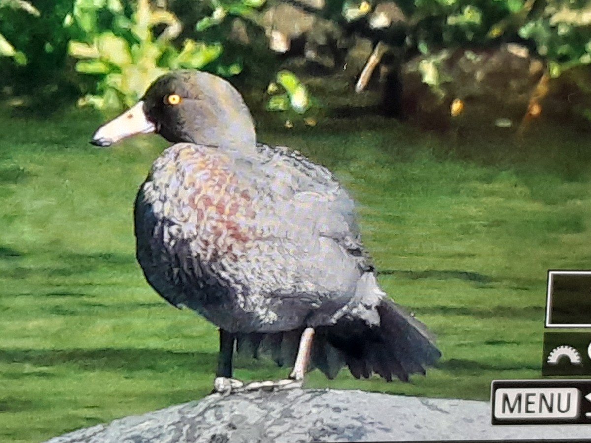 Blue Duck - ML645812857