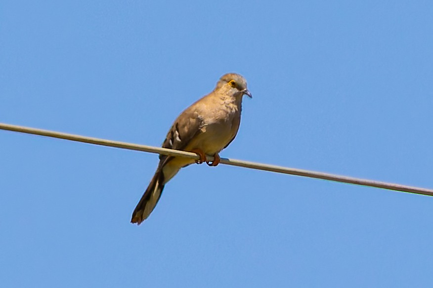 camposdue - ML645812859