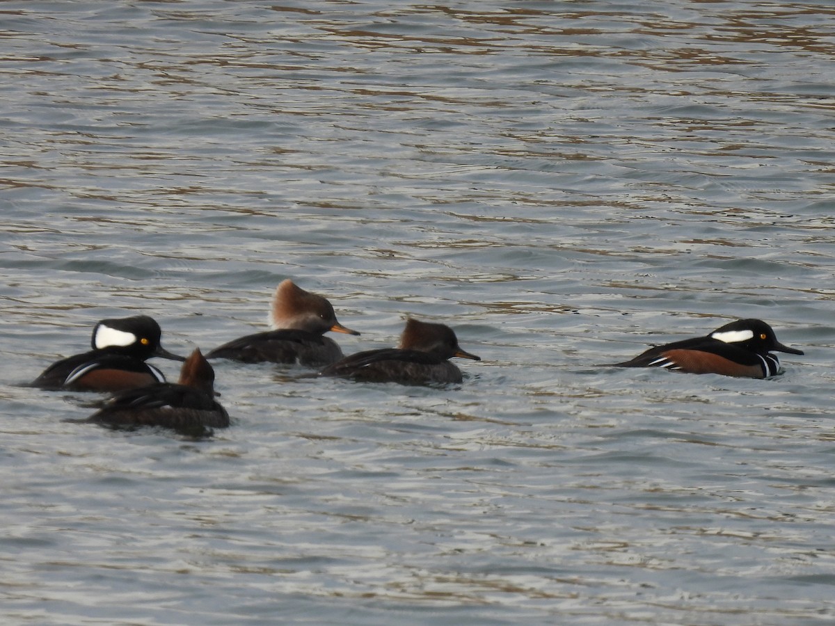 Крех жовтоокий - ML645812861