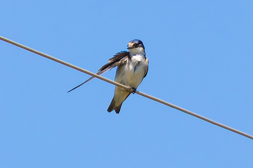 Белопоясничная ласточка - ML645812862