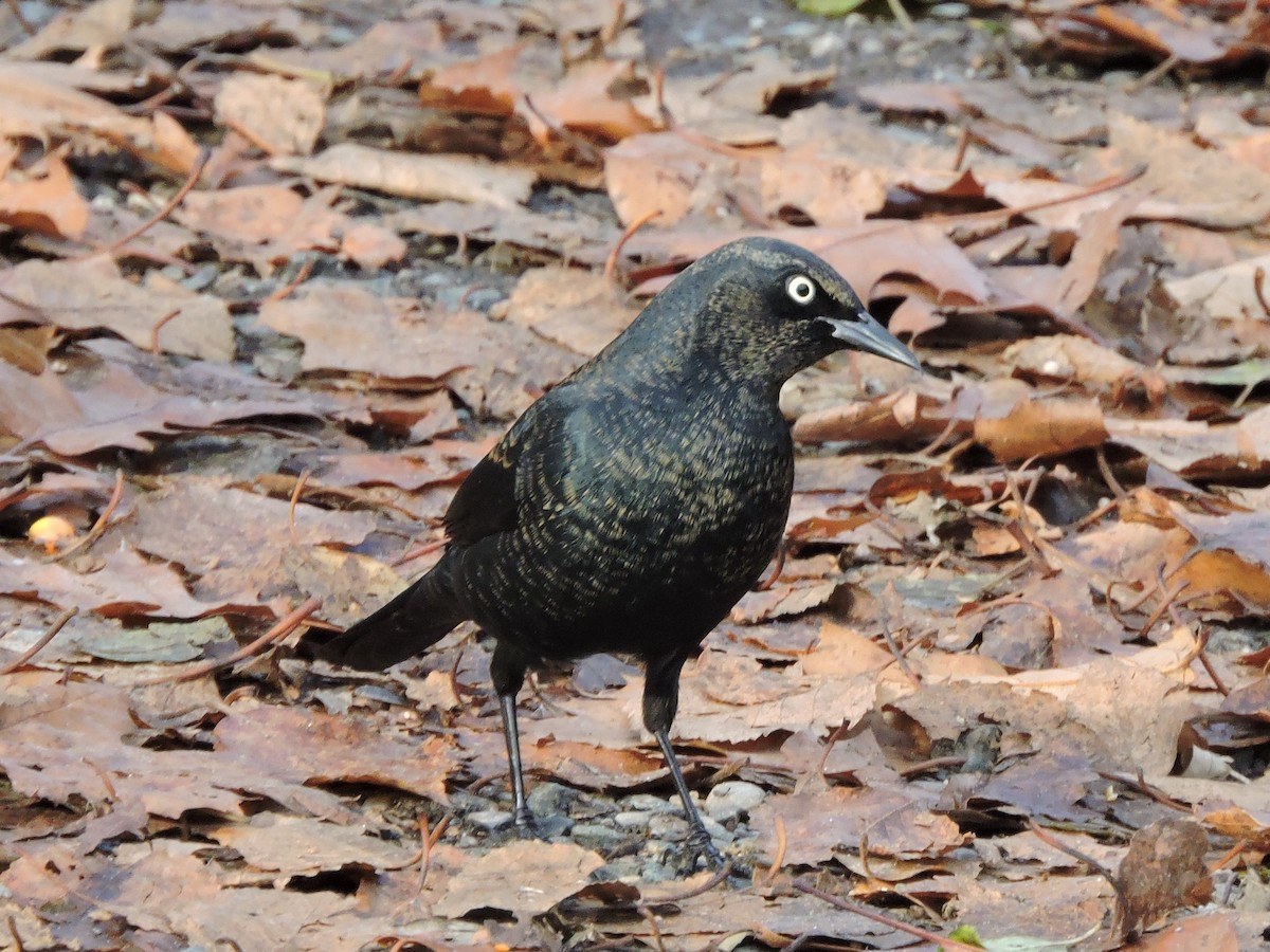 Rusty Blackbird - ML645812870
