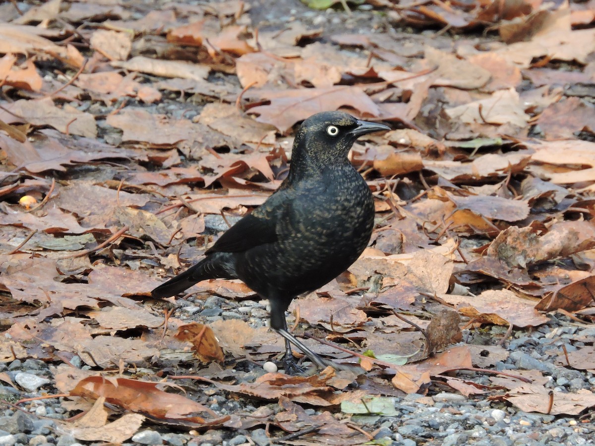 Rusty Blackbird - ML645812873