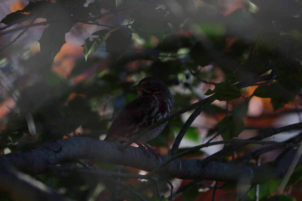 Fox Sparrow - ML645812875