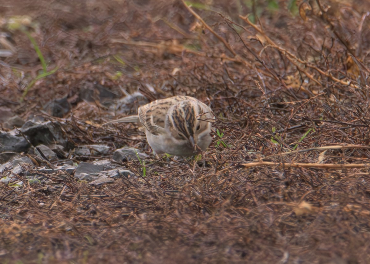 Clay-colored Sparrow - ML645812876