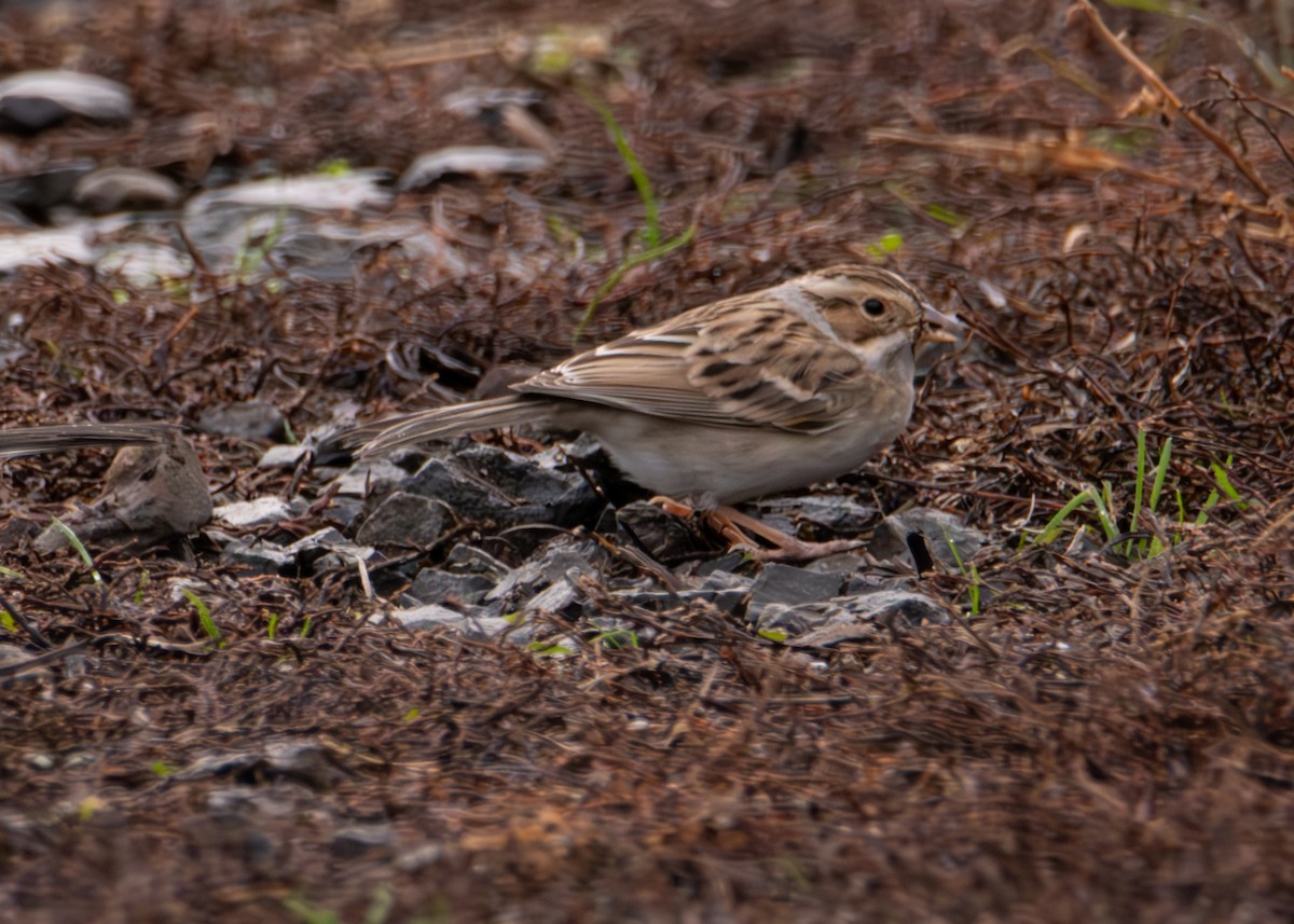 Clay-colored Sparrow - ML645812877